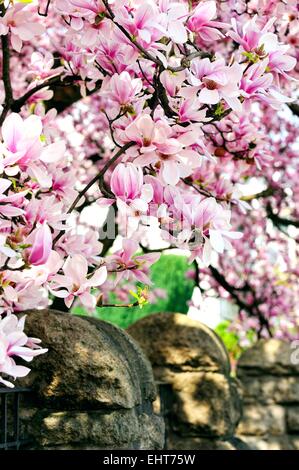 Magnolia Blumen an der Wand Stockfoto