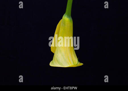Porträt der gelbe Calla Lilie auf schwarzem Hintergrund isoliert Stockfoto