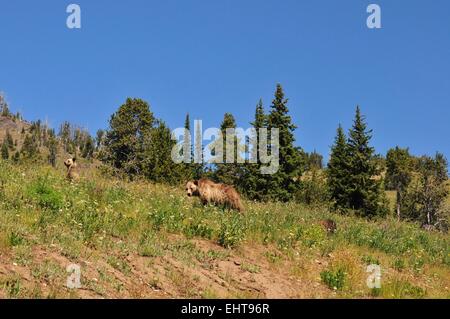 Grizzly Bären und ihre jungen Yellowstone Nationalpark Wyoming USA Stockfoto