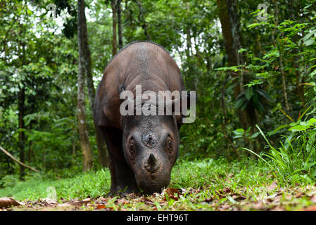 Portrait eines Sumatranashoros (Dicerorhinus sumatrensis) namens Bina im Sumatran Rhino Sanctuary (SRS), Way Kambas National Park. Stockfoto