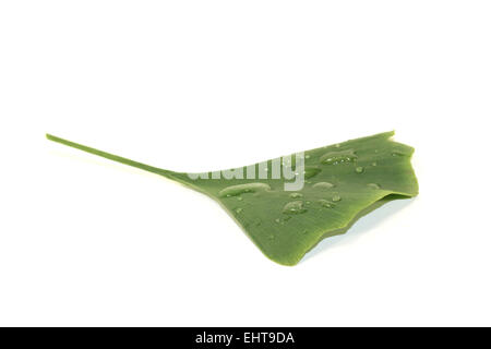 Ginkgo-Blatt mit Wasser Tropfen Stockfoto