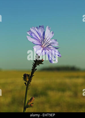 Einzelne Chicorée Blume Stockfoto