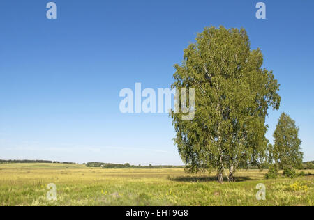 Feld und Birken Stockfoto