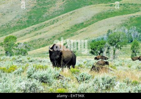 Bisons (Buffalo) große männliche und ein paar andere Wyoming - USA Stockfoto