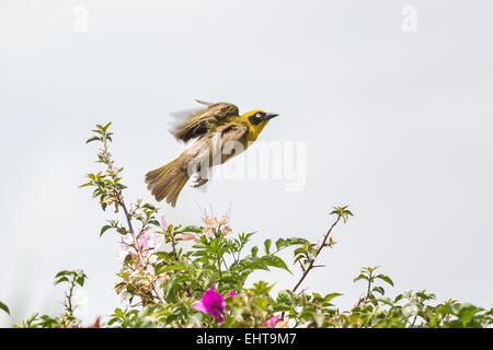 Robin ausziehen Stockfoto