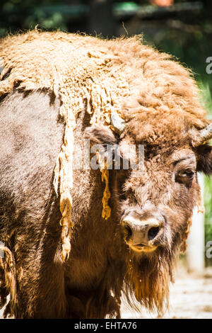 große und mächtige Bison, Amerika Stockfoto