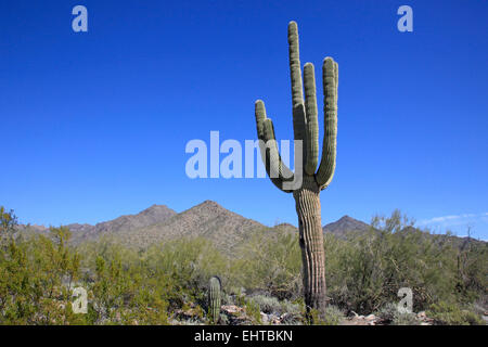 Gigantischen Saguaro Kaktus Stockfoto