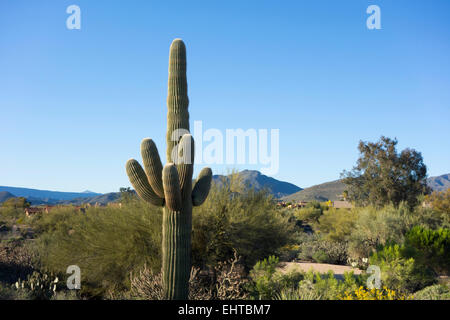 Gigantischen Saguaro-Kaktus in der Wüste Stockfoto