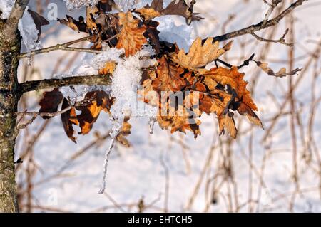 Schnee und Eis in Oak Tree Stockfoto
