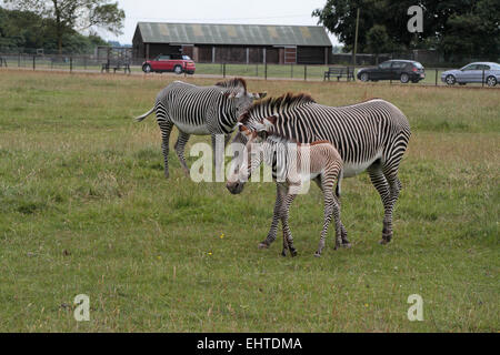 Eine junge Grévy Zebra Kalb und Mutter in ZSL Whipsnade Zoo Whipsnade, in der Nähe von Dunstable, England. Stockfoto