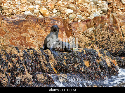junge braune Seebär (Arctocephalus percivali) vor Plettenberg Bay, Western Cape, Südafrika Stockfoto