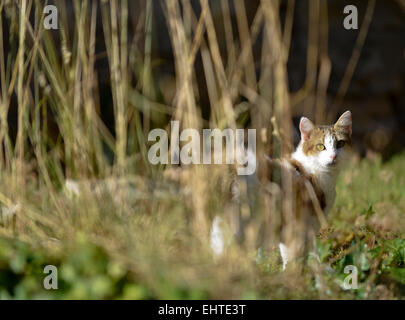 Hauskatze (Felis Silvestris Catus) Stockfoto