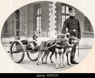 Die Hunde des Krieges. Eine belgische Mitrailleuse gezeichnet von Hunden im ersten Weltkrieg. Stockfoto