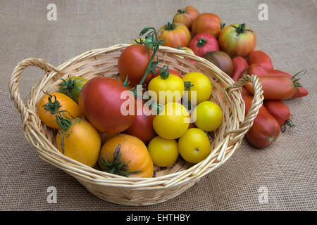 Solanum Lycopersicum - Home grown Tomaten. Im Korb - große rot - St Pierre, kleinere gelb - goldenen Sonnenaufgang, große Orange - O Stockfoto