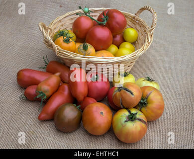 Solanum Lycopersicum - Home grown Tomaten. Im Korb - große rot - St Pierre, kleinere gelb - goldenen Sonnenaufgang, große Orange - O Stockfoto