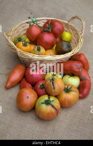 Solanum Lycopersicum - Home grown Tomaten. Im Korb - große rot - St Pierre, kleinere gelb - goldenen Sonnenaufgang, große Orange - O Stockfoto