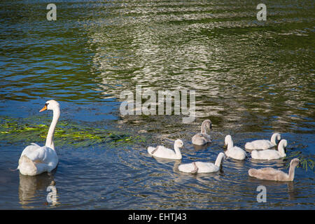 ABBILDUNG DER EURE (27), NORMANDIE, FRANKREICH Stockfoto