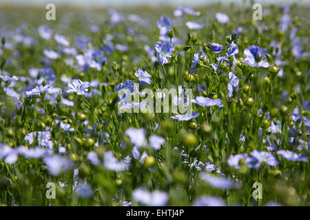 ABBILDUNG DER EURE (27), NORMANDIE, FRANKREICH Stockfoto