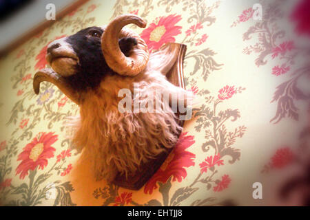 Rams Kopf montiert an der Wand Stockfoto