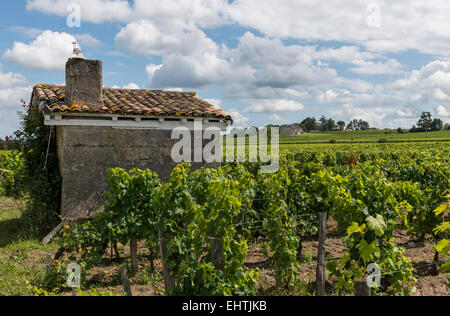 Weingut in Saint-Emilion in Frankreich mit kleinen Haus in einem Weinberg und weißen Wolken. Stockfoto