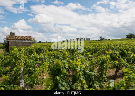 Weingut in Saint-Emilion in Frankreich mit kleinen Haus in einem Weinberg und weißen Wolken. Stockfoto