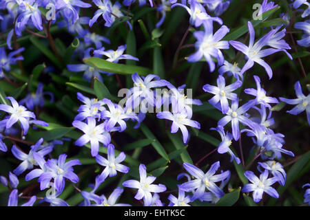 Frühlingsblumen blau / Blaustern Stockfoto