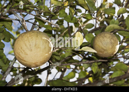 Chinesische Grapefruits Stockfoto