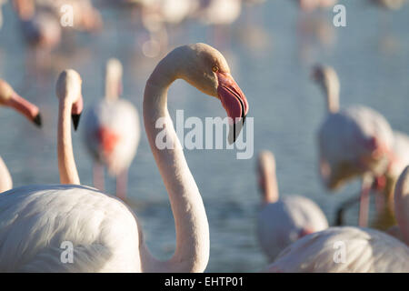 ABBILDUNG CAMARGUE, SAINTES-MARIES-DE-LA-MER, BOUCHES-DU-RHÔNE (13), PACA, FRANKREICH Stockfoto