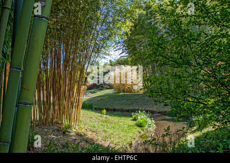 BAMBUS-PLANTAGE VON ANDUZE, GENERARGUES, GARD (30), LANGUEDOC-ROUSSILLON, FRANKREICH Stockfoto