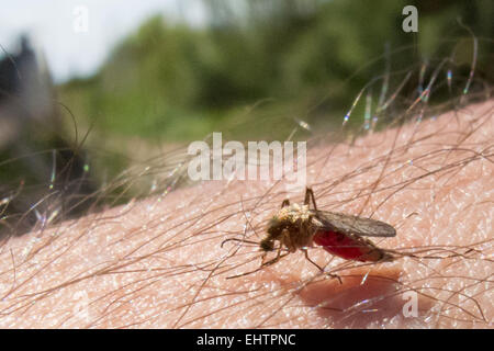 MOSKITO-KONTROLLE IN DER CAMARGUE, (30) GARD, LANGUEDOC-ROUSSILLON, FRANKREICH Stockfoto