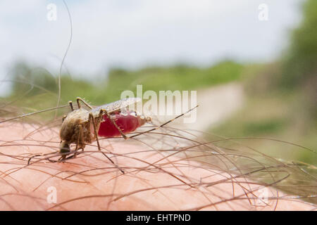 MOSKITO-KONTROLLE IN DER CAMARGUE, (30) GARD, LANGUEDOC-ROUSSILLON, FRANKREICH Stockfoto