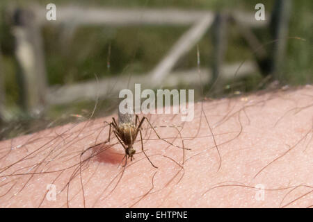 MOSKITO-KONTROLLE IN DER CAMARGUE, (30) GARD, LANGUEDOC-ROUSSILLON, FRANKREICH Stockfoto