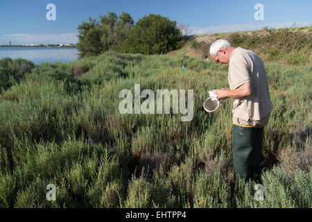 MOSKITO-KONTROLLE IN DER CAMARGUE, (30) GARD, LANGUEDOC-ROUSSILLON, FRANKREICH Stockfoto