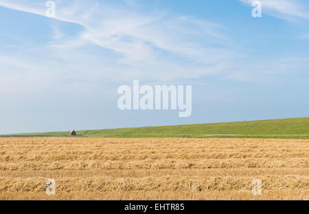 Weite Landschaft in der Provinz Groningen mit Getreidefeld und Schafen am Deich. Stockfoto