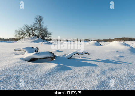 Winter in der Loonse En Drunense Duinen Nationalpark in den Niederlanden. Stockfoto
