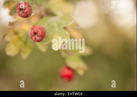 Crataegus oder Hawthorne (Mai-Baum) Beeren im Detail. Stockfoto