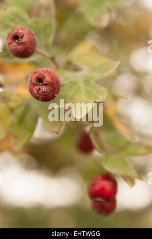 Crataegus oder Hawthorne (Mai-Baum) Beeren im Detail. Stockfoto