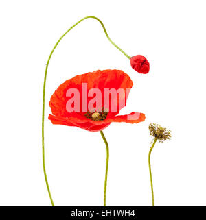 leuchtend rote Mohn Blüte Stadien isoliert auf weißem Hintergrund Stockfoto