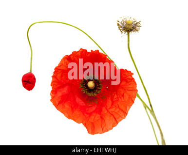 leuchtend rote Mohn Blüte Stadien isoliert auf weißem Hintergrund Stockfoto