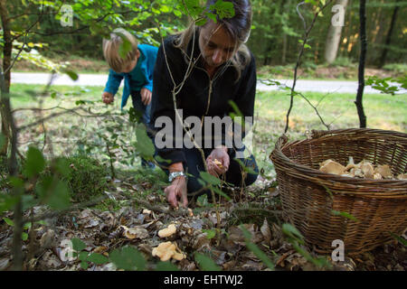 PILZE SAMMELN IM HERBST Stockfoto