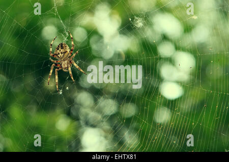 Spinne im Web auf grünem Hintergrund Stockfoto