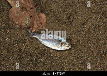 Kleine Tote Fische am Sandstrand. Stockfoto