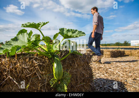 DEMONSTRATION VON URBAN FARMING, SAINT-CYR L ' ECOLE (78) YVELINES, ILE DE FRANCE, FRANKREICH Stockfoto