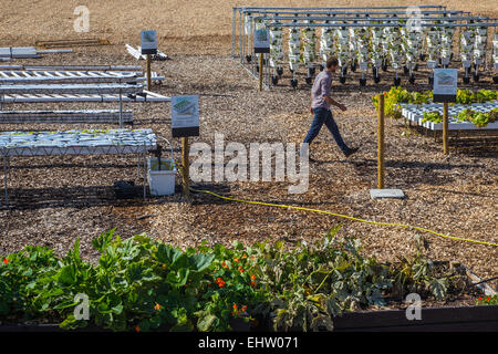 DEMONSTRATION VON URBAN FARMING, SAINT-CYR L ' ECOLE (78) YVELINES, ILE DE FRANCE, FRANKREICH Stockfoto