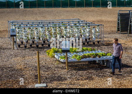 DEMONSTRATION VON URBAN FARMING, SAINT-CYR L ' ECOLE (78) YVELINES, ILE DE FRANCE, FRANKREICH Stockfoto