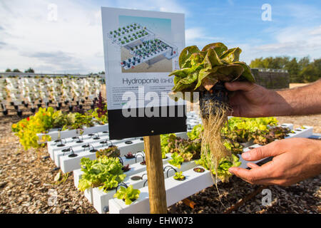 DEMONSTRATION VON URBAN FARMING, SAINT-CYR L ' ECOLE (78) YVELINES, ILE DE FRANCE, FRANKREICH Stockfoto