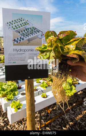 DEMONSTRATION VON URBAN FARMING, SAINT-CYR L ' ECOLE (78) YVELINES, ILE DE FRANCE, FRANKREICH Stockfoto