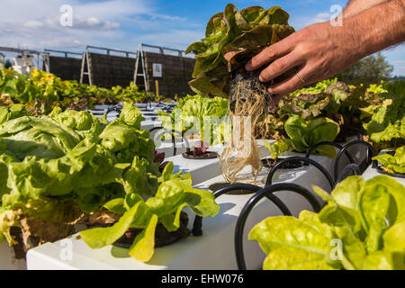 DEMONSTRATION VON URBAN FARMING, SAINT-CYR L ' ECOLE (78) YVELINES, ILE DE FRANCE, FRANKREICH Stockfoto