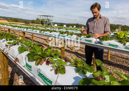 DEMONSTRATION VON URBAN FARMING, SAINT-CYR L ' ECOLE (78) YVELINES, ILE DE FRANCE, FRANKREICH Stockfoto