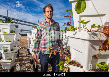 DEMONSTRATION VON URBAN FARMING, SAINT-CYR L ' ECOLE (78) YVELINES, ILE DE FRANCE, FRANKREICH Stockfoto